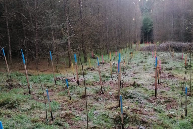 Biodiversity-friendly and climate-resilient forest in Bavaria, Germany